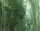 幻想的!! 京都 嵯峨野 竹林の道を歩いてみた