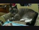【516】ジャン❤︎ポン　真夜中の猫達　そーっと寝かしつけて