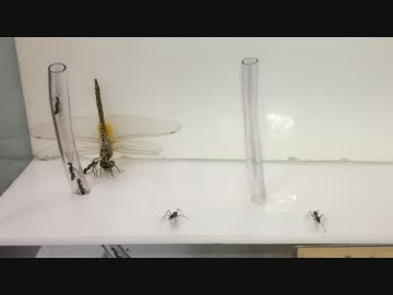 蟻戦争＃161 トゲオオハリアリVSトンボ～空飛ぶアリ～編