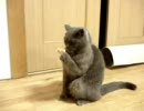 にゃんた、じっと手を見る