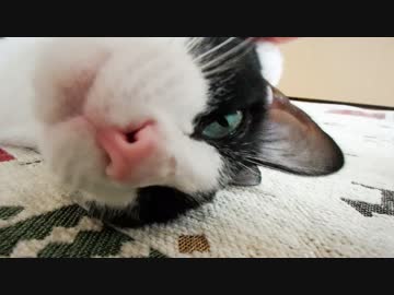 2秒でにゃんこ～残暑見舞い～