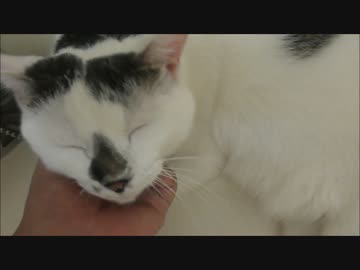 涼しくて気持ちいいから二匹でタムロン