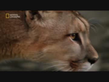 アルゼンチンのフレンズ「アンデス山脈の懐に抱かれて」