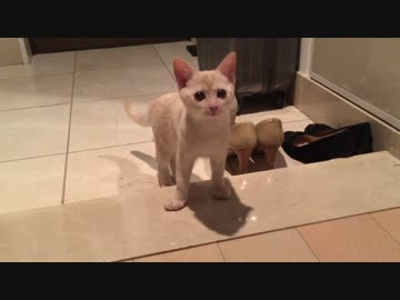 花火に怯える子猫
