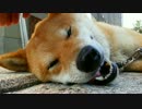 暑さでとろける柴犬の顔面を観るだけの動画