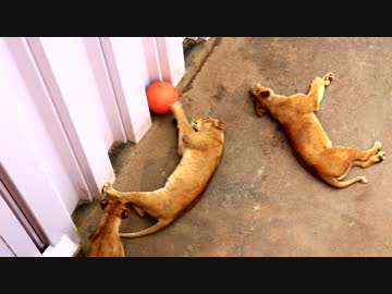 転がしたいライオン vs 取り出したいライオン