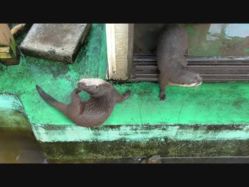 嫁のうんこを掃除するカワウソ