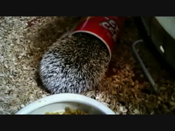 新しいおもちゃにはしゃぐ剣ちゃん【ハリネズミの剣ちゃん】