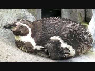 病気じゃないよ（フンボルトペンギン　2017.07.22）