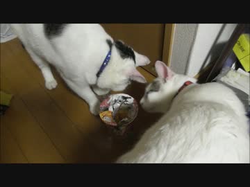 部屋にあったカップラーメンを見つけて破いて食べる猫