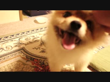 ポメラニアンの頭を【超】なでなでする。
