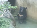 水風呂に浸かるツキノワグマ（上野動物園）