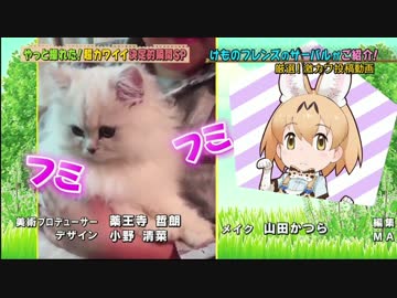 2017/8/25テレビ東京『どうぶつピース』サーバル登場シーンのみ
