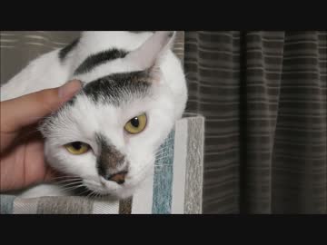 マイポジにおさまる猫