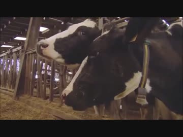 アプリ版フレンズを動物ドキュメンタリーで紹介するよ part18