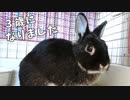 うさぎのまるくん一家（10）しーさん 3歳になる