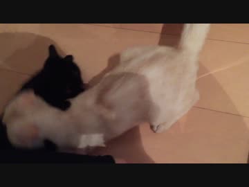 赤ちゃん猫を襲う子猫【閲覧注意】