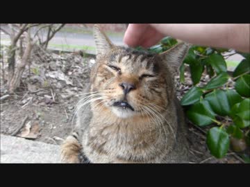 初対面の野良猫を撫でまくった結果