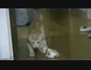 おもちゃを渡してくれない子猫