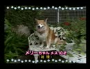 社長令嬢とわんこを育てよう！　その25（完）