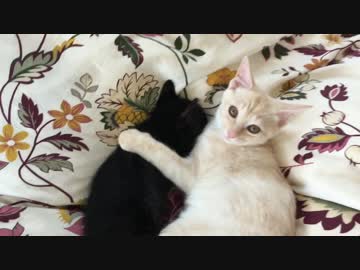 仲良くなった子猫たち