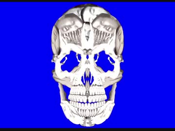頭蓋骨先輩.BONES