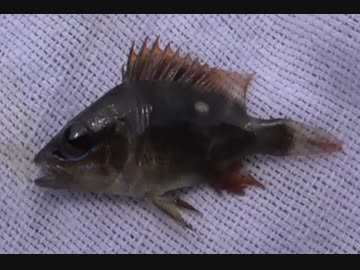 釣り動画ロマンを求めて 79釣目（柳島海岸）