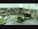琴葉姉妹の日常 夏休み2017編 「アドベンチャーワールド」