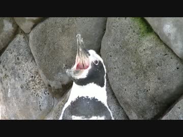 フンボルトペンギン　2017.07.30, 08.06