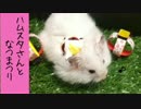 【ハム動画】世界初かも？？ハムスターの夏祭り