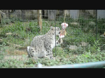 爪が取れなくなって焦るユキヒョウ