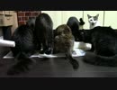 こんしゅうのおやつ【蒼民家の猫々】