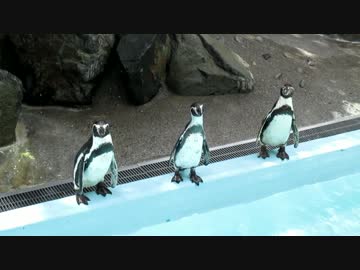 フンボルトペンギン　2017.08.12