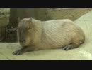 2017/08/27 千葉市動物公園のカピバラ