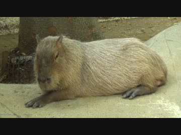 2017/08/27 千葉市動物公園のカピバラ