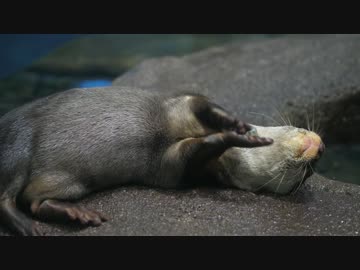 子石で遊ぶカワウソ