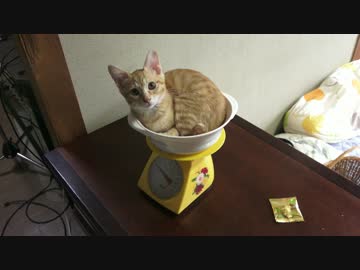 猫鍋に入った子猫の体重測定をします