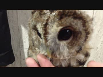 モリフクロウのヒナを愛でてきた。