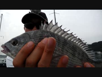 クルマで釣りに行こう♪ part 66 後編【クロダイのダンゴ釣り】