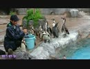 グレープ君がフルルの傍にいたか動画で見てみよう【東武動物公園】中編