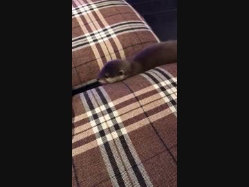 主を見失いパニックを起こすコツメカワウソの赤ちゃん。