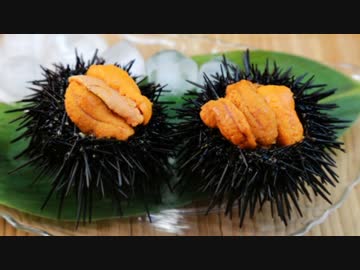 美味しいウニと化した先輩ＢＢ.parasiteX