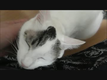 家出計画がバレないように飼い主になついてる演技をする猫