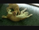 さぁ存分に吸いたまへ、妹よ。