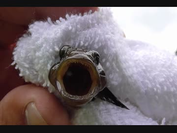 釣り動画ロマンを求めて 80釣目：前半（横十間川）