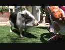 (∪´・ω・)→（∪＾ω＾）捨て犬保護シリーズ　55