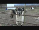 (∪´・ω・)→（∪＾ω＾）捨て犬保護シリーズ　56
