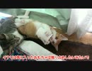 うなり声をあげて豹変する子猫。