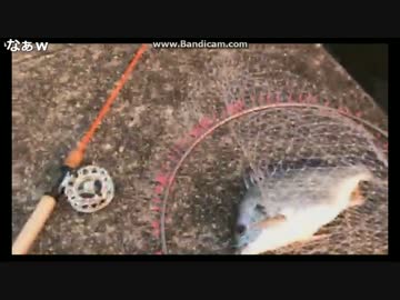 2017-08-29  エイを掛けたと思ったらチヌだった　HITシーン