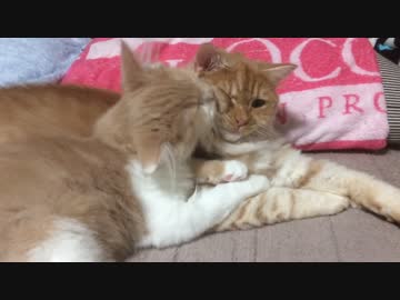 新入りが相変わらずペロペロ【むぎ♂ きび♂】